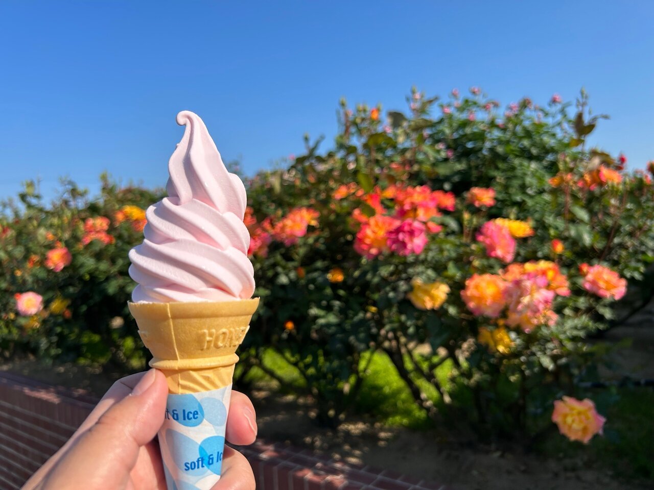 🌹 요시우미 장미 공원 (요시우미 바라 코엔) 이미지 5